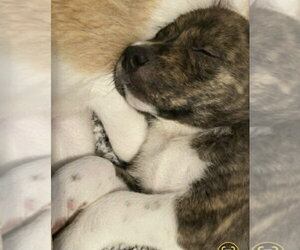 Great Pyrenees-Unknown Mix Dogs for adoption in Foristell, MO, USA