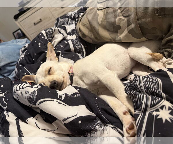 Medium Photo #9 Chihuahua Puppy For Sale in Arlington, VA, USA