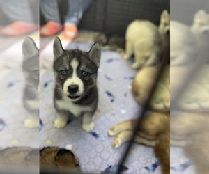 Siberian Husky Litter for sale in BUSHKILL, PA, USA
