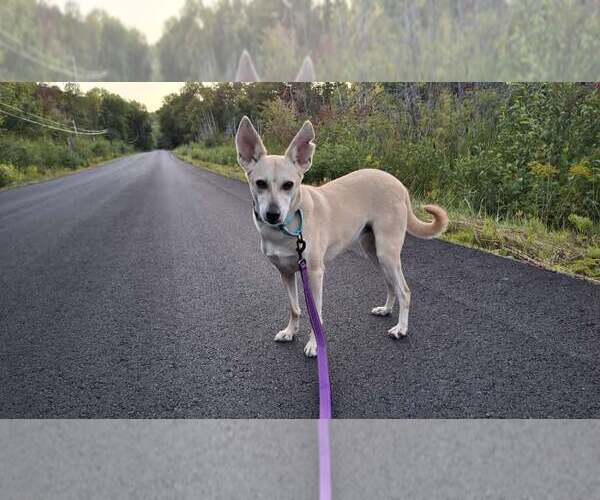 Medium Photo #25 Saluki-Whippet Mix Puppy For Sale in Sebec, ME, USA