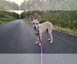 Small #24 Saluki-Whippet Mix