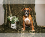 Puppy Tia Boxer