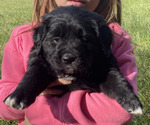 Puppy Symphony Golden Mountain Dog