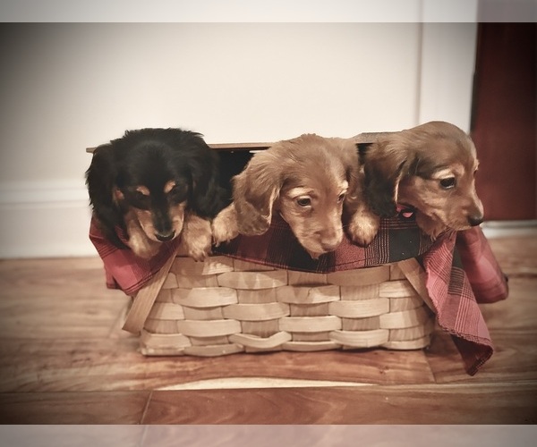 Medium Photo #3 Dachshund Puppy For Sale in WILLIAMSBURG, VA, USA