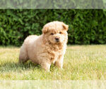 Small Photo #10 Chow Chow Puppy For Sale in NAPPANEE, IN, USA