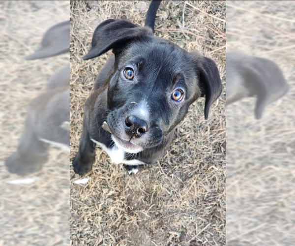 Medium Photo #1 Labrador Retriever-Unknown Mix Puppy For Sale in MIDWAY, UT, USA
