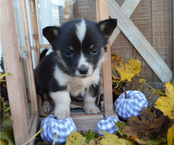 Medium Photo #2 Pembroke Welsh Corgi Puppy For Sale in HONEY BROOK, PA, USA