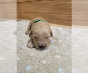 Golden Retriever Puppy for sale in WILLIAMSTOWN, KY, USA