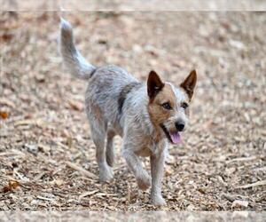 Texas Heeler-Unknown Mix Dogs for adoption in Santa Cruz, CA, USA