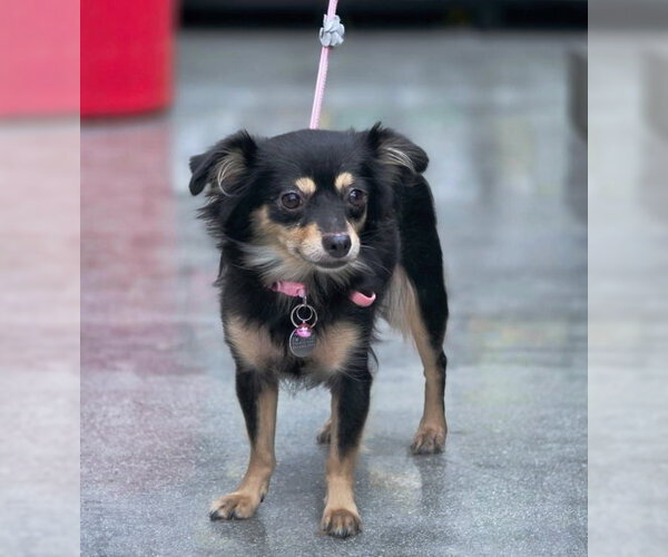 Medium Photo #2 Chihuahua-Unknown Mix Puppy For Sale in Chino Hills, CA, USA