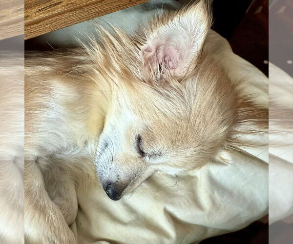 Medium Photo #10 Pomeranian-Unknown Mix Puppy For Sale in Fargo, ND, USA