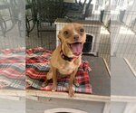 Small Photo #6 Pharaoh Hound-Unknown Mix Puppy For Sale in Santa Clarita, CA, USA