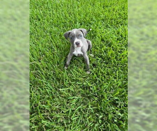 Medium Photo #3 American Staffordshire Terrier-Unknown Mix Puppy For Sale in Nassau bay, TX, USA