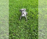 Small #2 American Staffordshire Terrier Mix