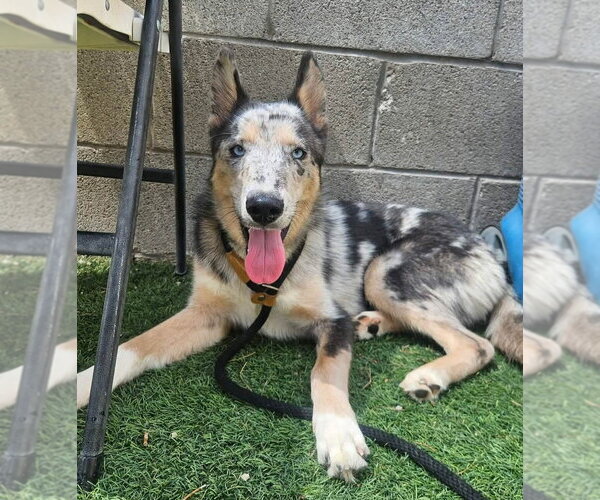Medium Photo #1 Catahoula Leopard Dog-Collie Mix Puppy For Sale in Lakewood, CO, USA