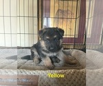 Small Photo #8 German Shepherd Dog Puppy For Sale in SUMPTER TWP, MI, USA