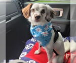 Small #1 Cavalier King Charles Spaniel Mix