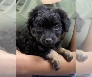 Maltipoo Puppy for sale in SOUTH PARK VILLAGE, WA, USA