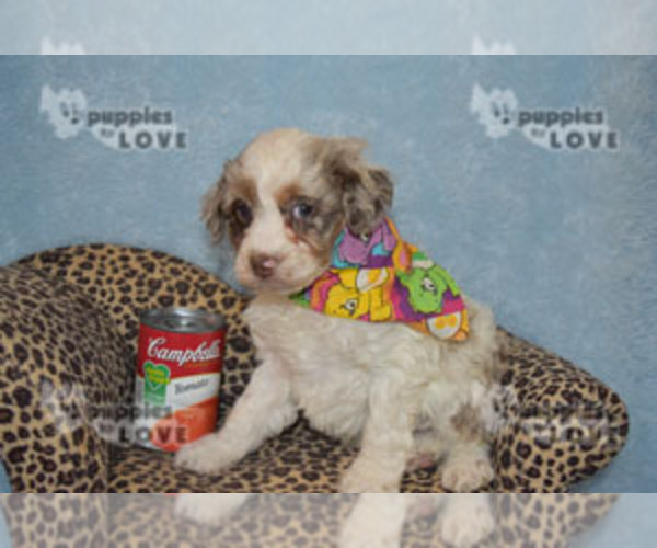 Medium Photo #2 Aussiedoodle Puppy For Sale in SANGER, TX, USA
