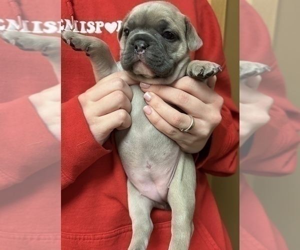 Medium Photo #8 French Bulldog Puppy For Sale in WEXFORD, PA, USA