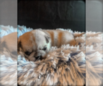 Small Photo #5 Pug Puppy For Sale in DANVILLE, KY, USA