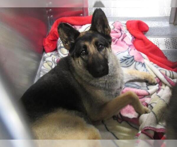 Medium Photo #1 German Shepherd Dog-Unknown Mix Puppy For Sale in Orange, CA, USA