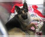 Small German Shepherd Dog Mix