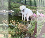 Small #5 Great Pyrenees