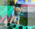 Small #2 Black Mouth Cur-Dachshund Mix