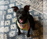 Small #2 Chihuahua Mix