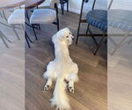 Small #3 Great Pyrenees