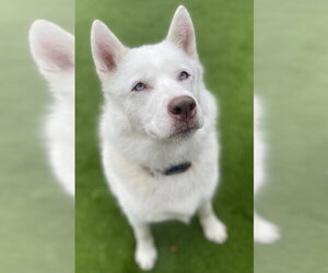 Siberian Husky Dogs for adoption in Salt Lake City, UT, USA