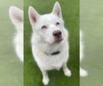 Small Siberian Husky