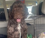 Image preview for Ad Listing. Nickname: Coco