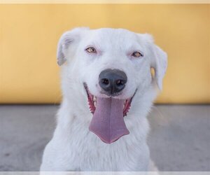 Shollie Dogs for adoption in Pasadena, CA, USA