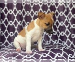 Small Photo #10 Jack-Rat Terrier Puppy For Sale in LAKELAND, FL, USA