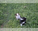 Small #13 Miniature Australian Shepherd