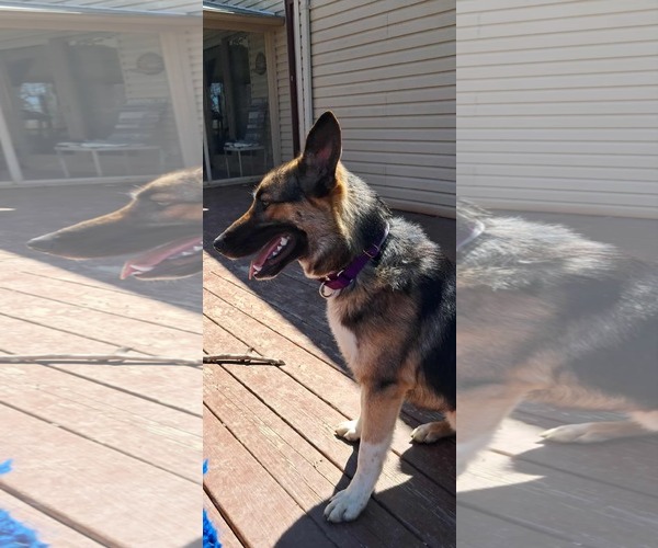 Medium Photo #2 German Shepherd Dog-Unknown Mix Puppy For Sale in pomfret, CT, USA