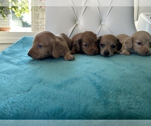 Dachshund Puppy for sale in WILEY, CO, USA