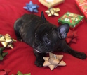 Small #7 French Bulldog