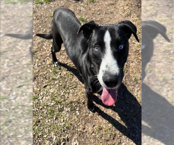 Medium Photo #1 Labsky Puppy For Sale in Conroe, TX, USA