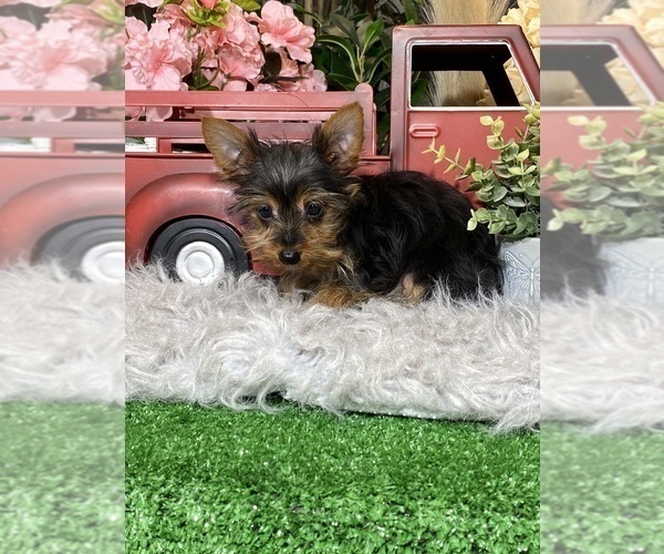 Medium Photo #4 Yorkshire Terrier Puppy For Sale in CANOGA, NY, USA