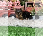 Small #3 Yorkshire Terrier