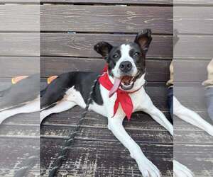 American Pit Bull Terrier-Labrador Retriever Mix Dogs for adoption in Oakhurst, NJ, USA