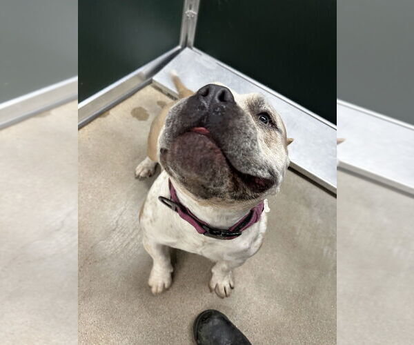 Medium Photo #2 American Pit Bull Terrier Puppy For Sale in Oak Bluffs, MA, USA