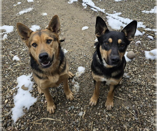Medium Photo #6 German Shepherd Dog-Unknown Mix Puppy For Sale in Woodsfield, OH, USA