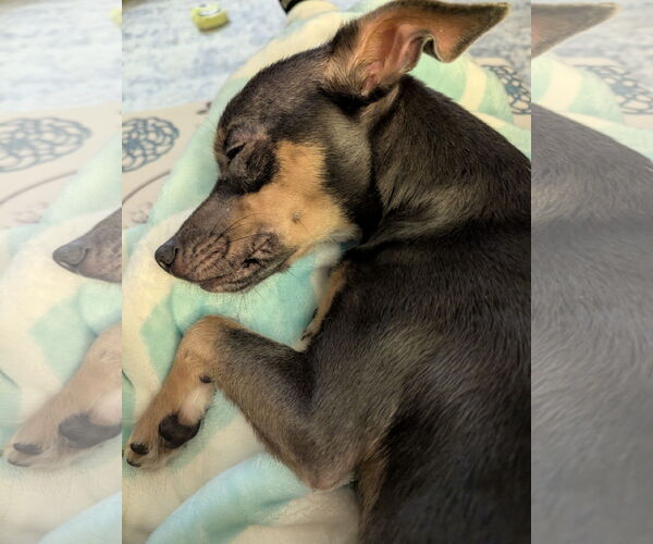 Medium Photo #8 Mutt Puppy For Sale in St. Louis Park, MN, USA