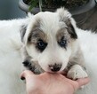 Small Photo #9 Border Collie Puppy For Sale in ROCK ISLAND, IL, USA