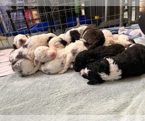 Sheepadoodle Puppy for sale in DARIEN CENTER, NY, USA