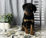 Small Photo #5 Rottweiler Puppy For Sale in GREENWOOD, IN, USA